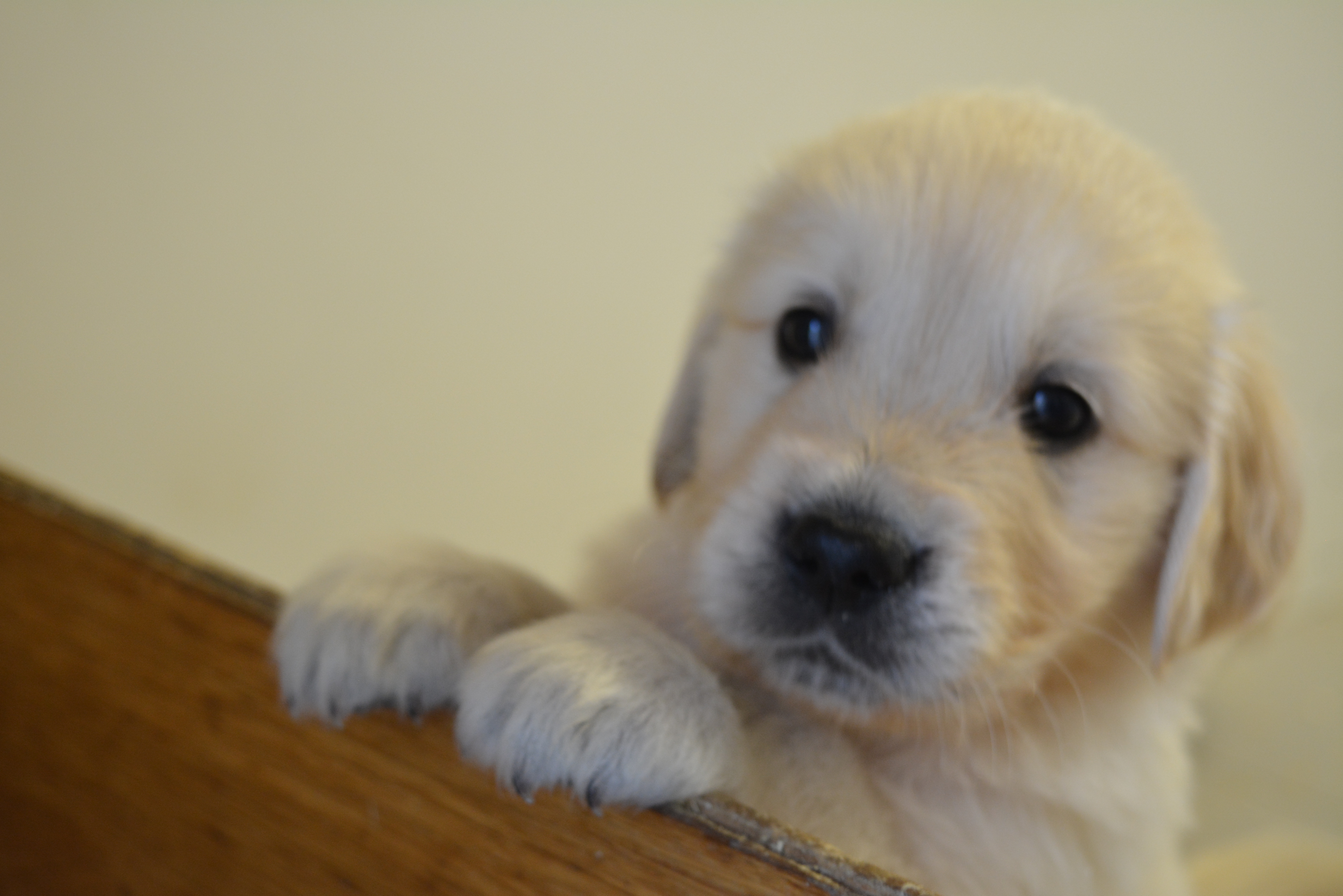 Les chiots à 37 jours