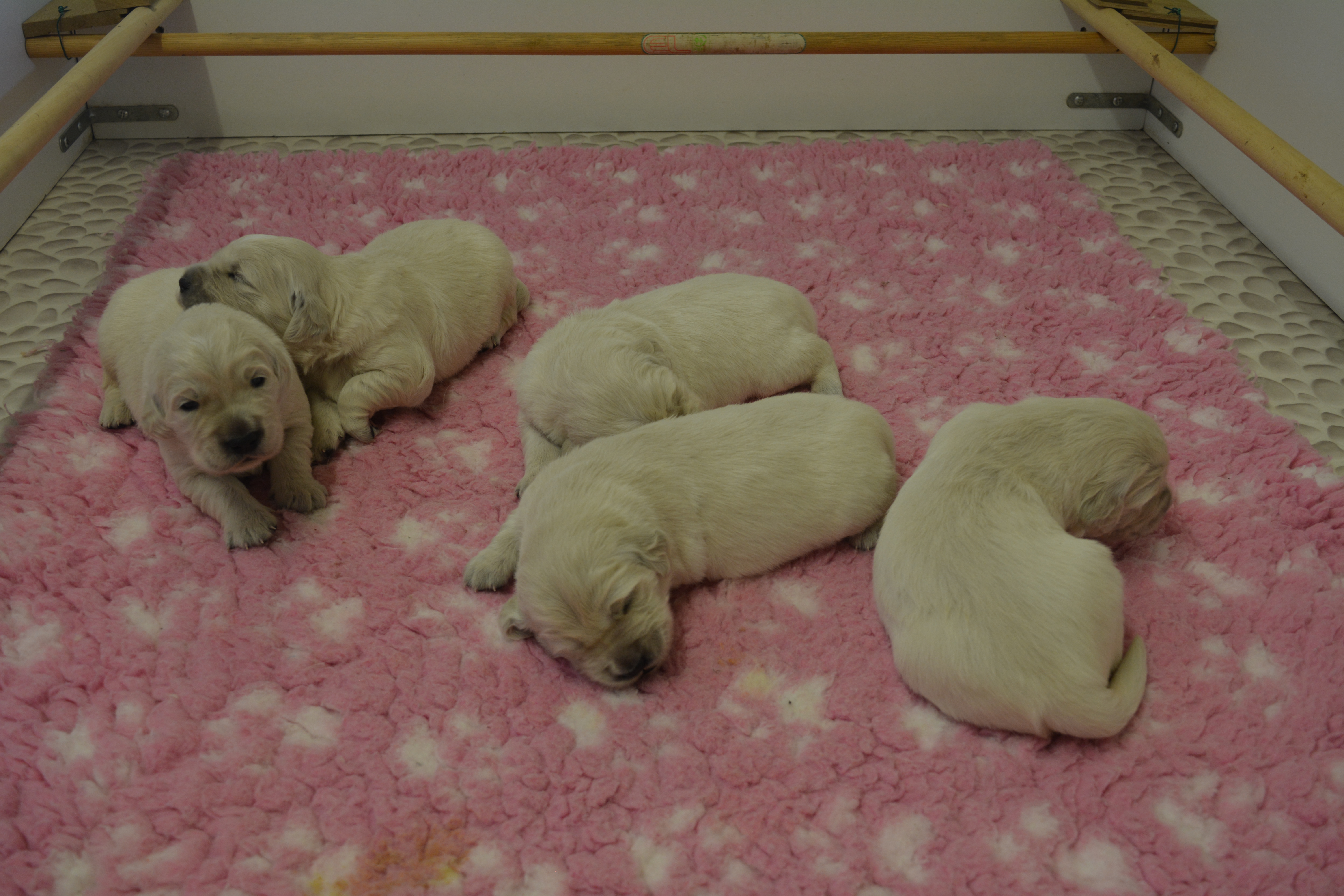 Les chiots à 15 jours