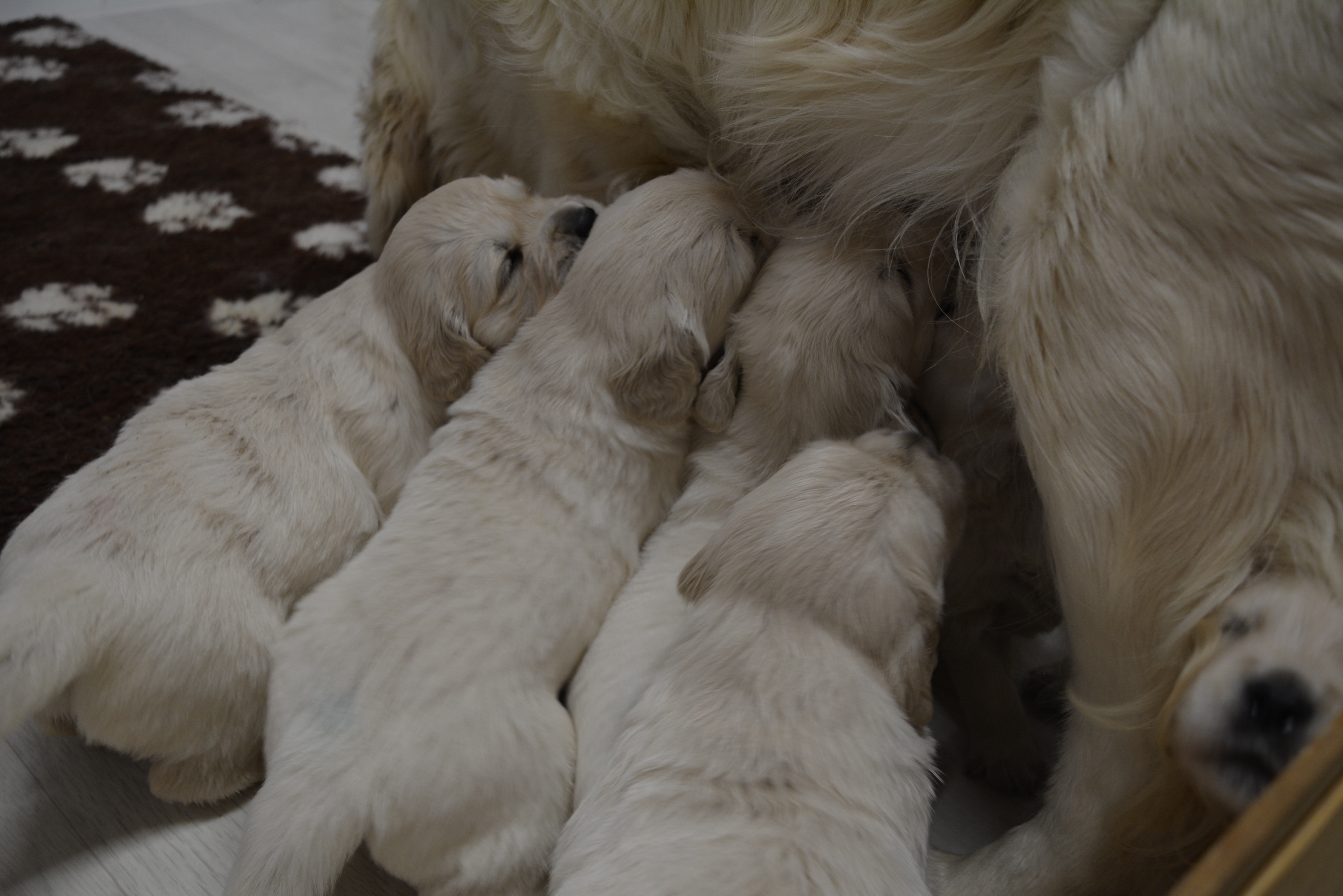 Les chiots à 24 jours