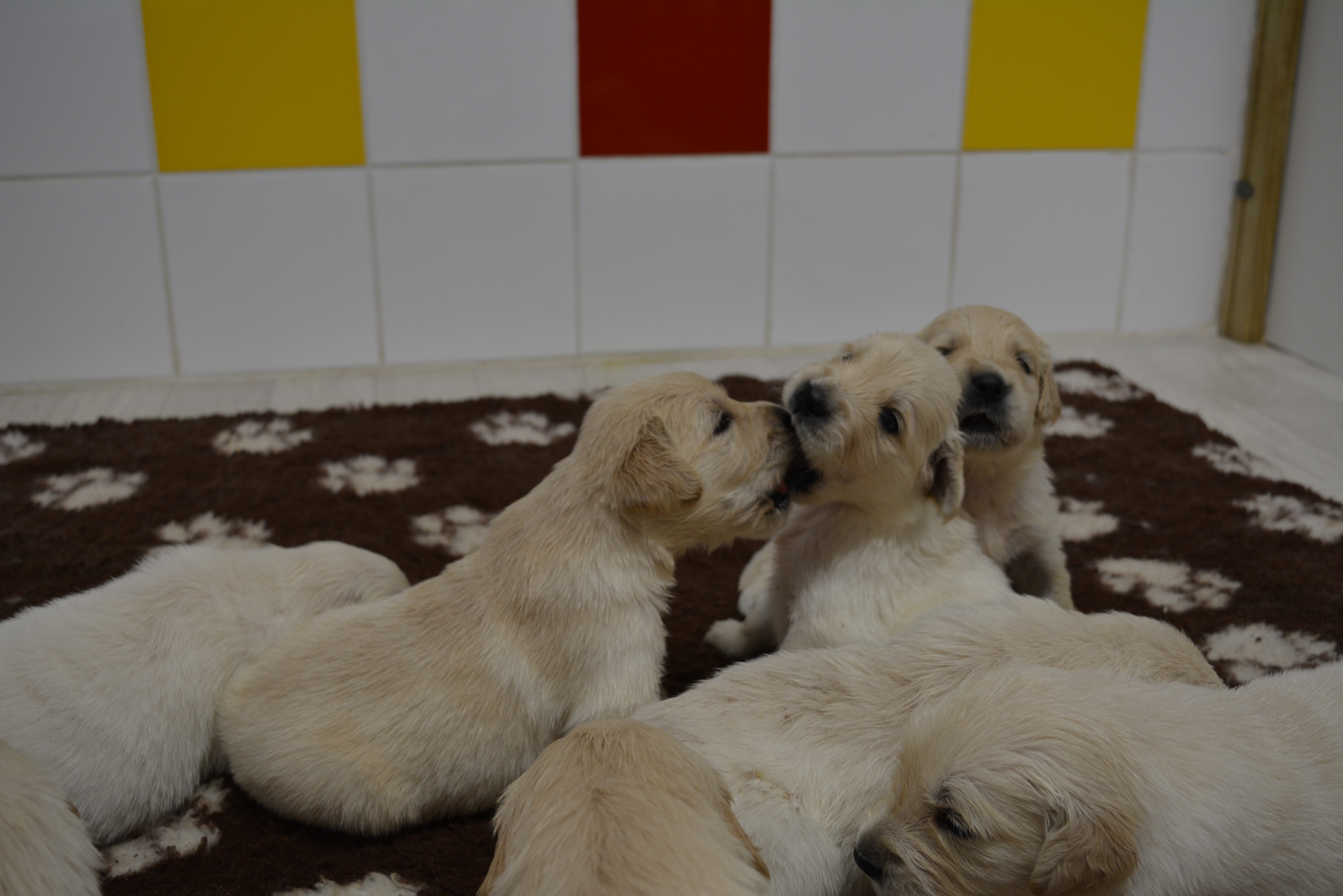Les chiots à 23 jours