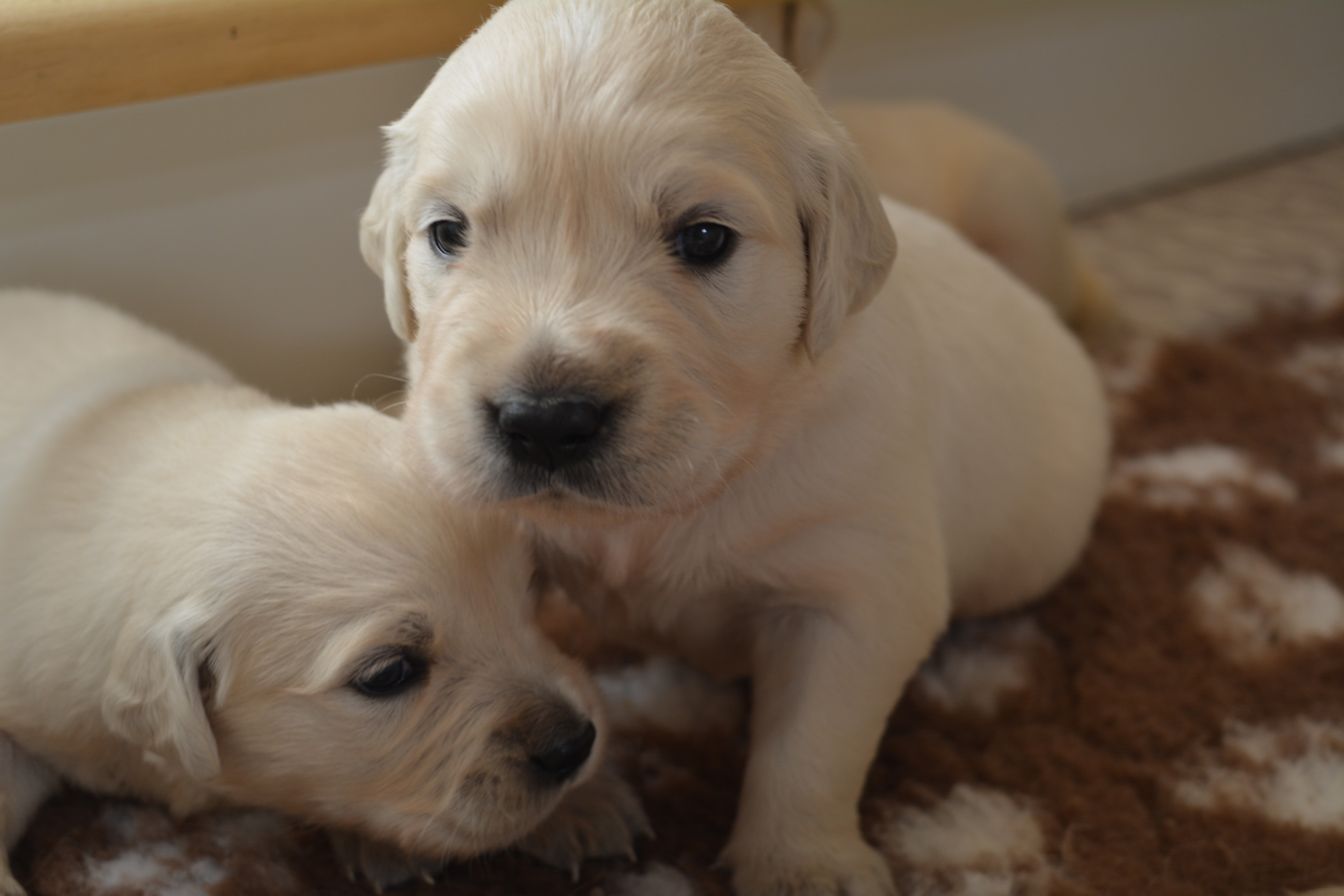 Les chiots à 20 jours