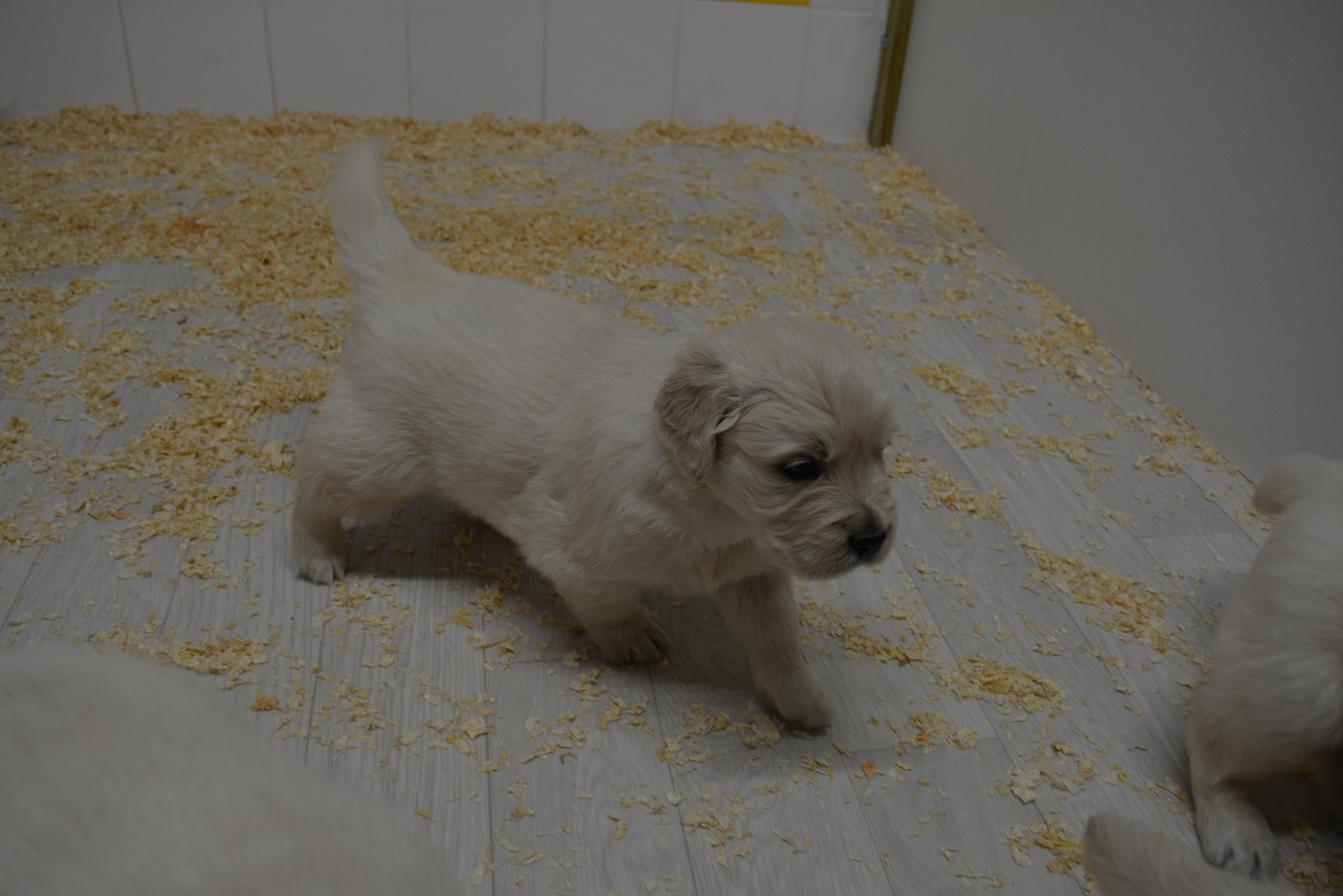 Les chiots à 31 jours