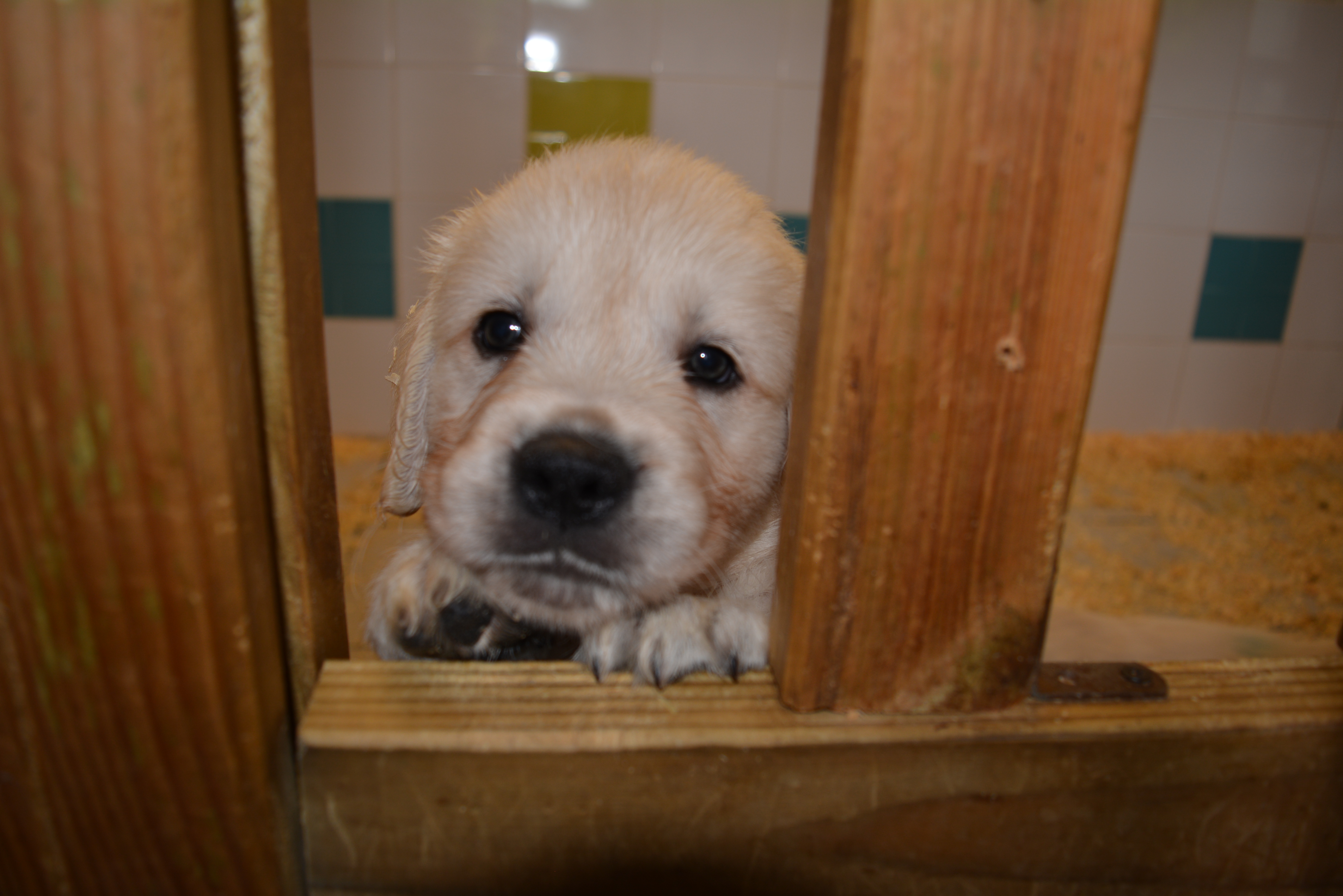 Les chiots à 46 jours