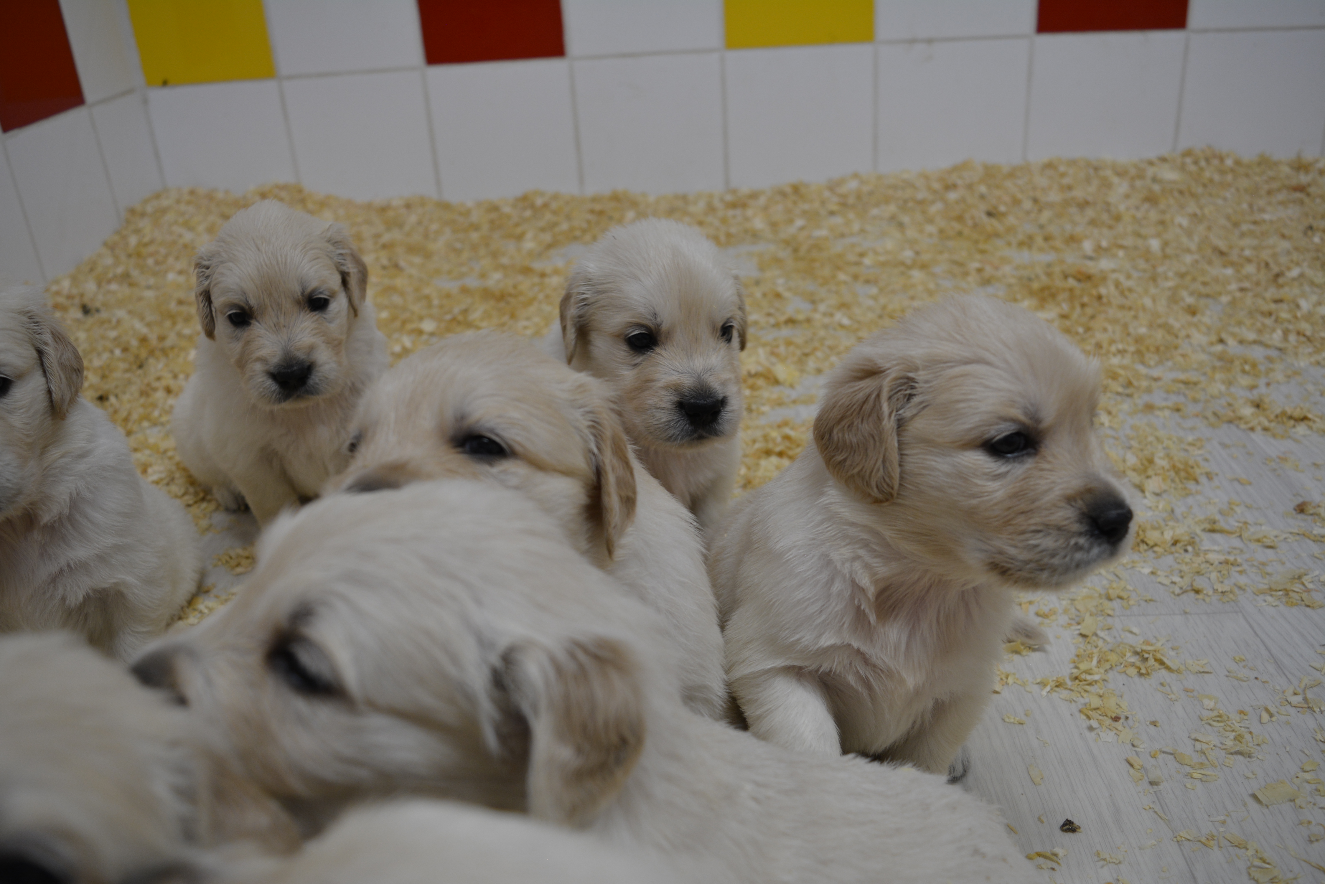 Les chiots à 30 jours