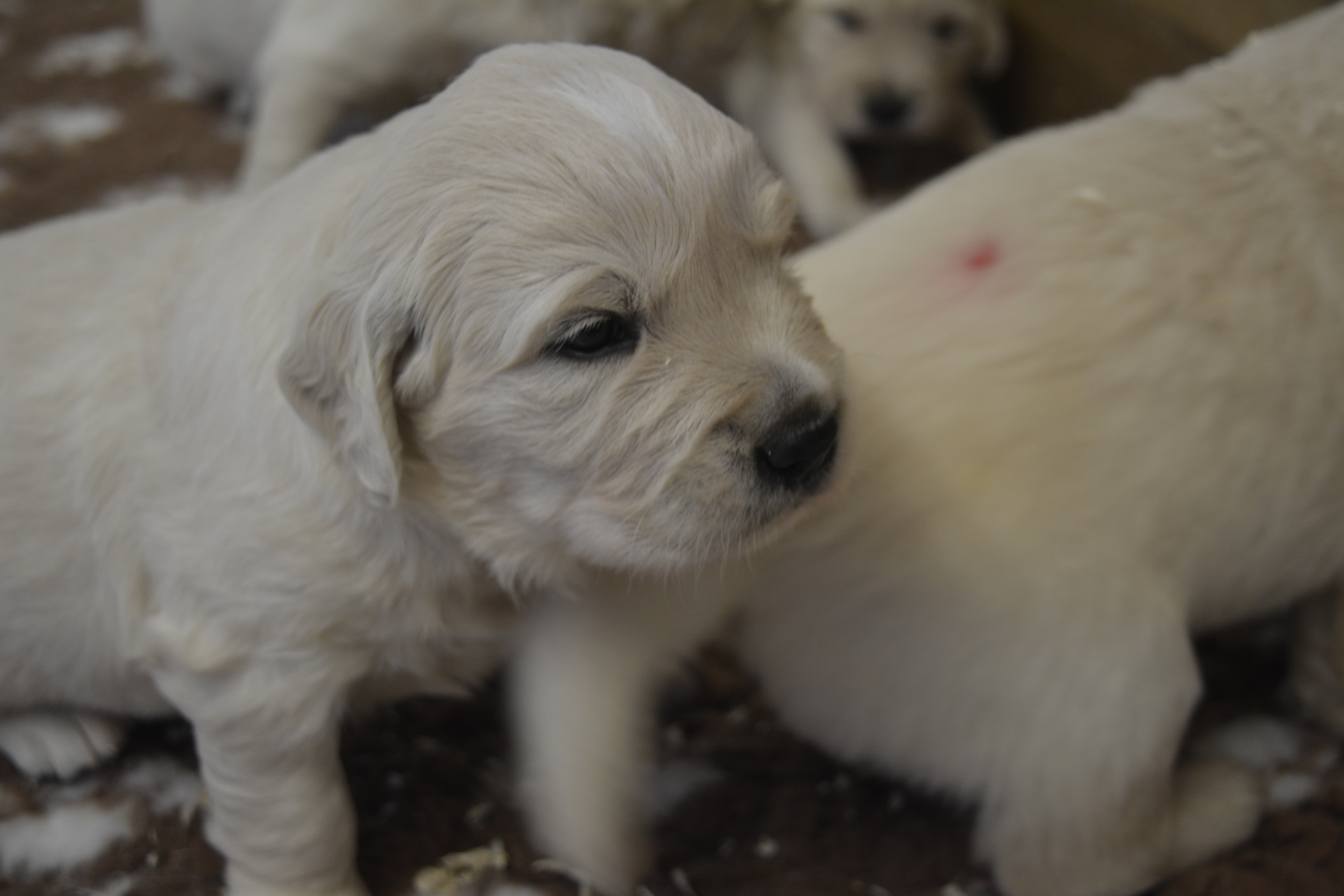 Les chiots à 23 jours