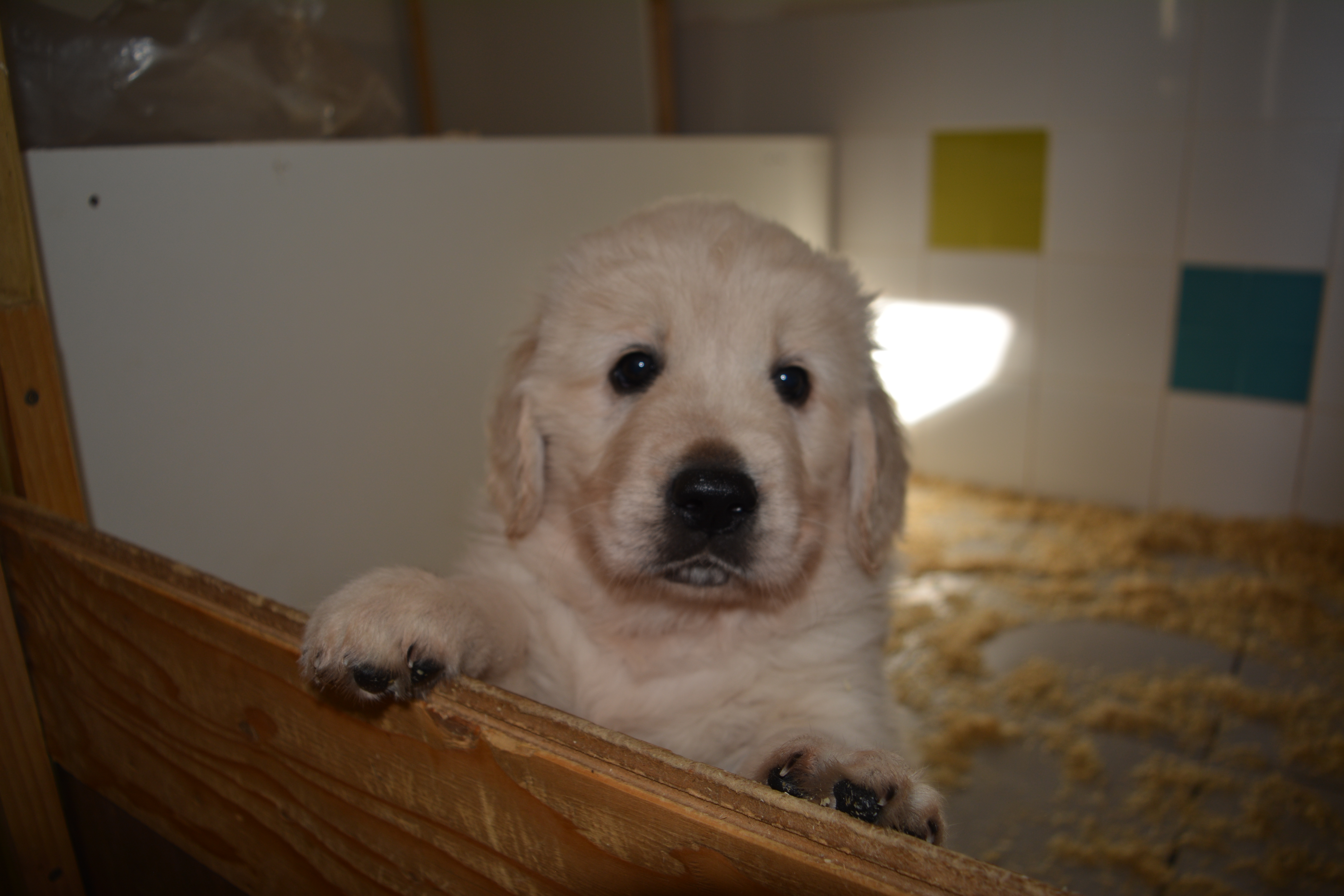 Les chiots à 6 semaines