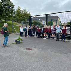 Exploring Bio Diversity and the Trees around our school 🌳