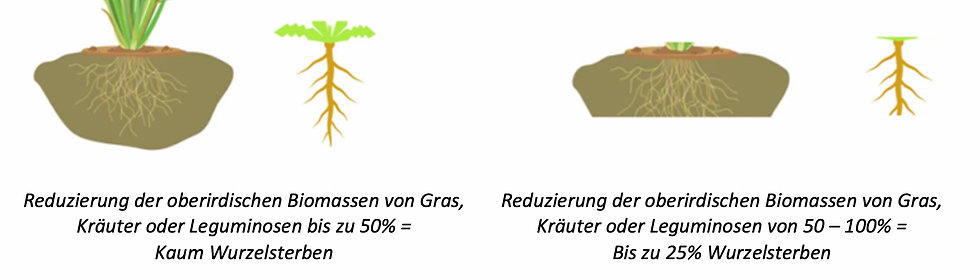 Exsudatarme Gräser lieferten erst dann einen wesentlichen Beitrag zum Humusaufbau, wenn sie tief (bodennah) abgeweidet werden und dadurch relevante Mengen an abgestorbener Wurzelmasse im Boden abgeben