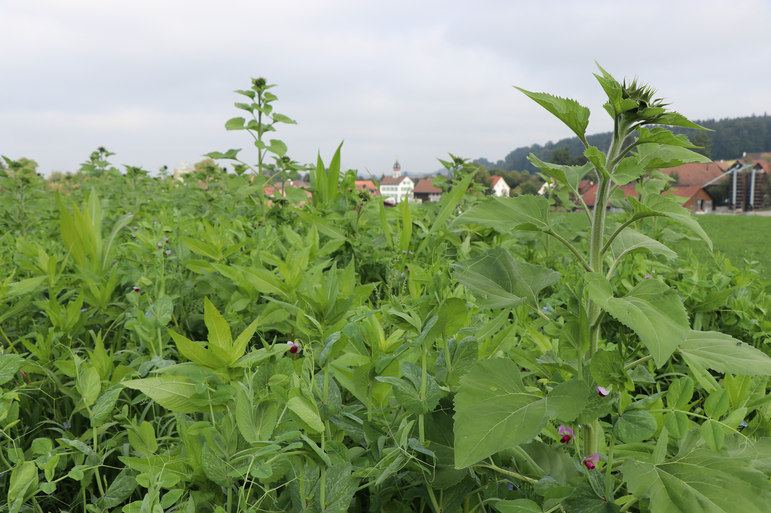 Regenerative Agriculture | Regenerativ Europa