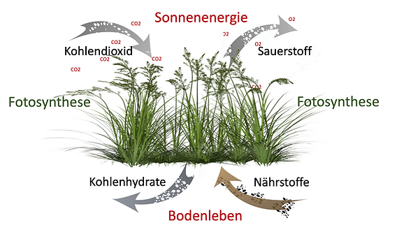 Schadinsekten lieben niedrige Brix-Werte Teil 2