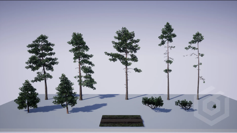 Thumbnail: Trees: Pine Tree