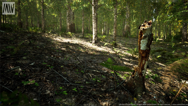 MW European Birch Tree Forest Biome