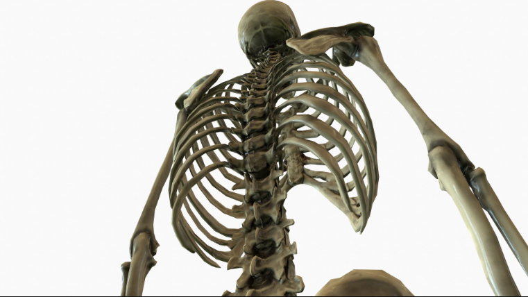 Thumbnail: Modular Human Skeleton