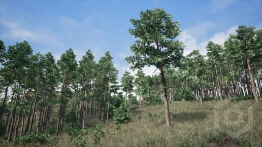 Trees: Pine Tree