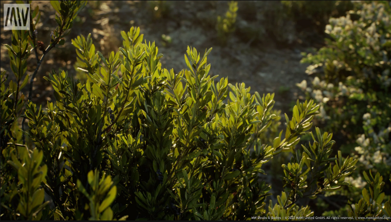 Thumbnail: MW Shrubs and Bushes