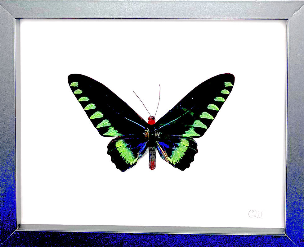 Papilio troides trojana