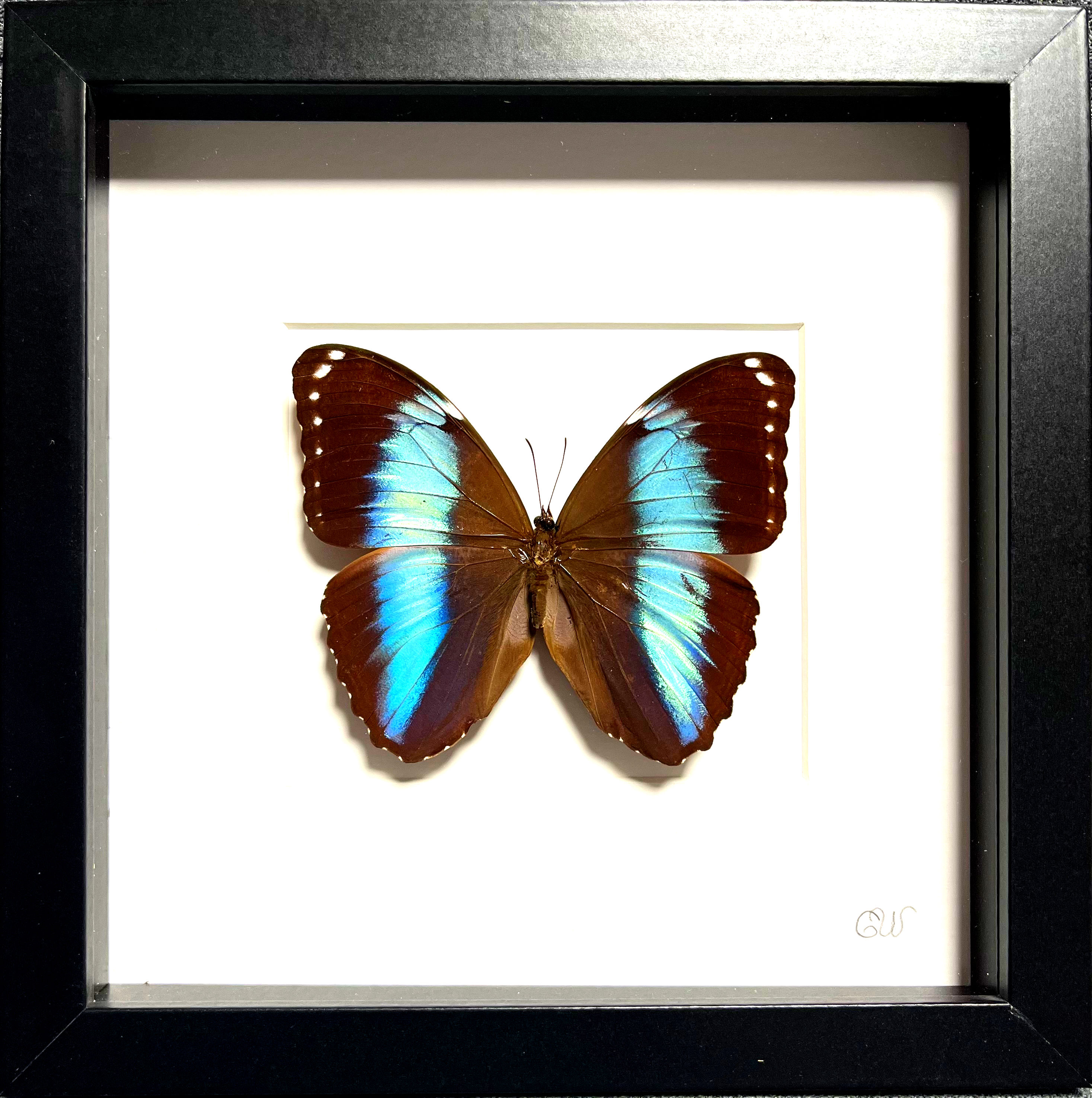 Morpho achilles