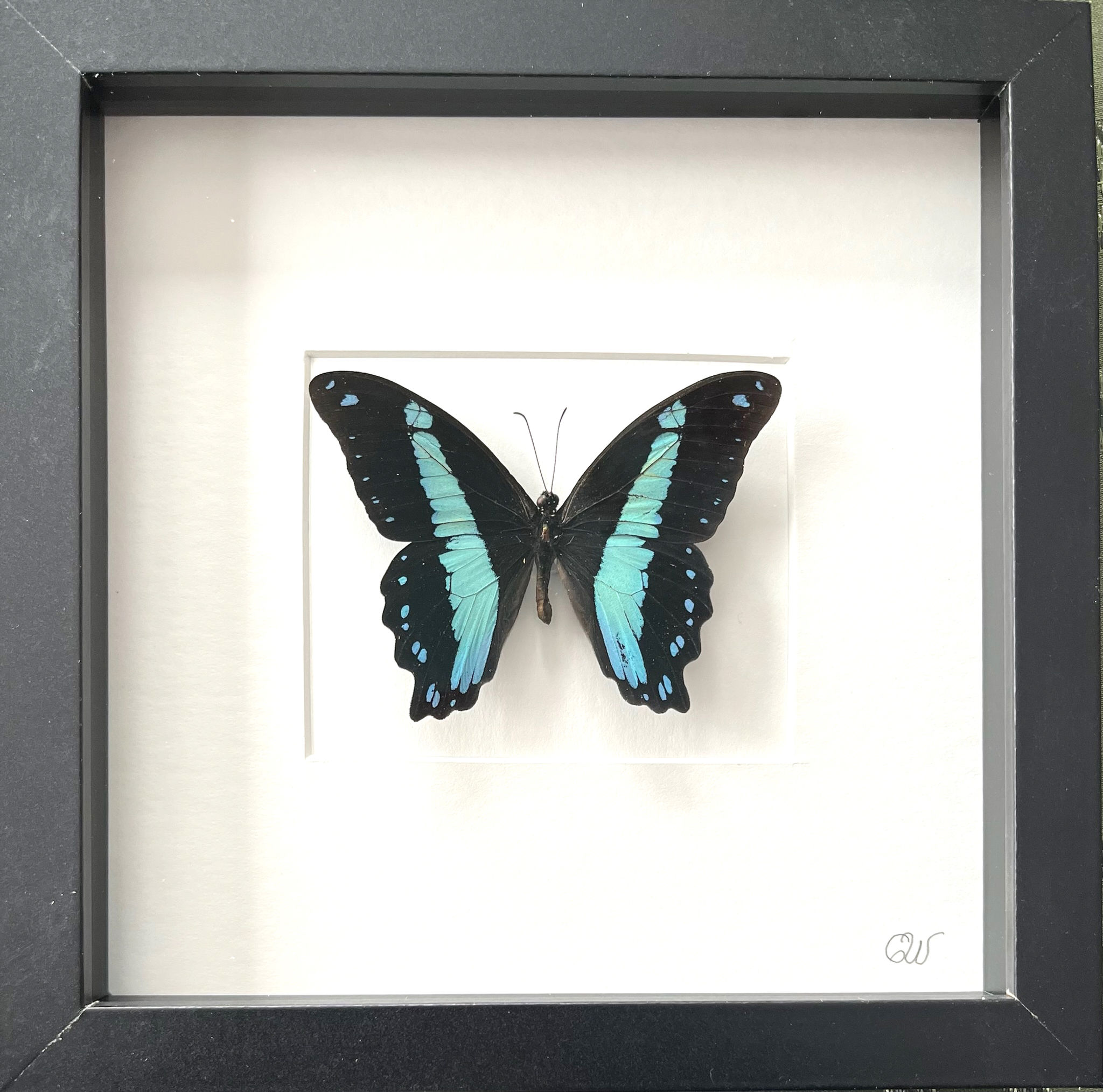 Papilio bromius