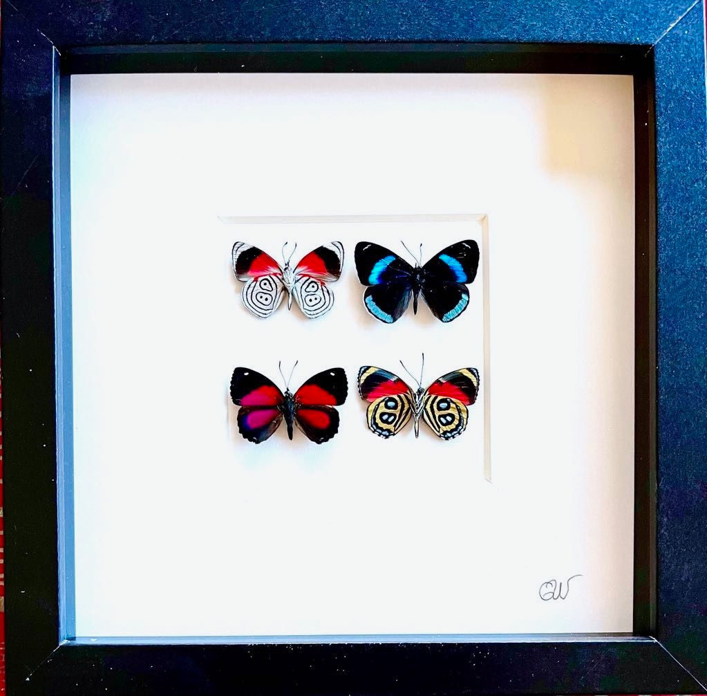 Duo papillons recto verso