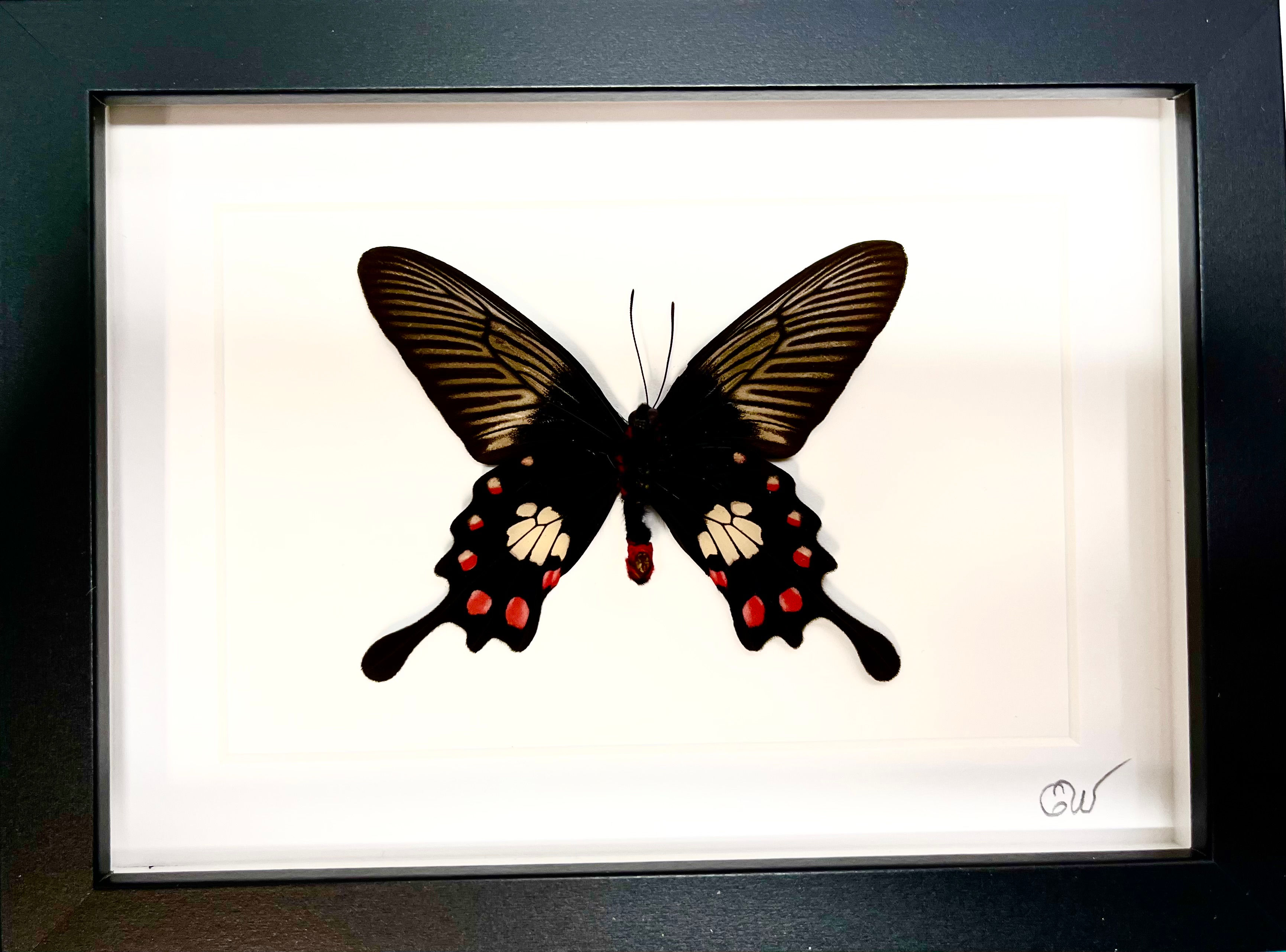 Pachliopta aristoloche