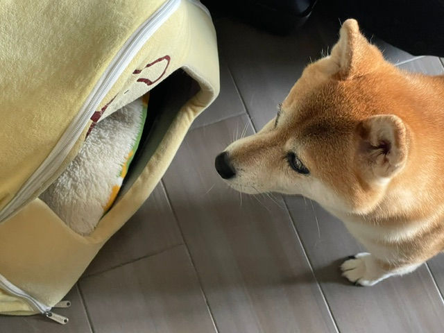Kaji: The Quiet Hunger