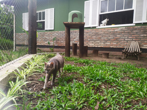 hotel para gatos Refúgio