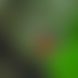 A butterfly sits on a leaf.