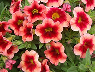 Calibrachoa Coralberry Punch.jpg