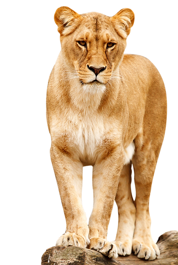 Lion-Standing-PNG-image.png