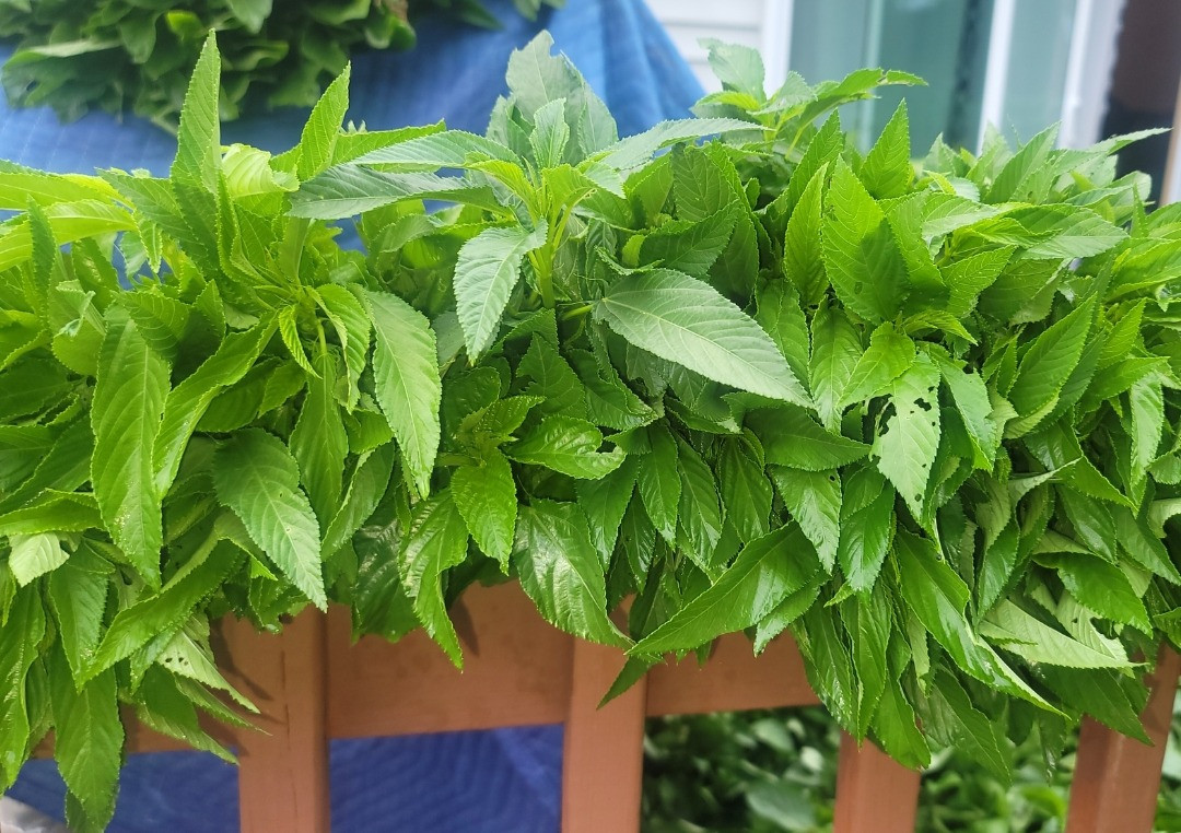 Jute Leaf/Jute Mallow (Corchorus olitorius)