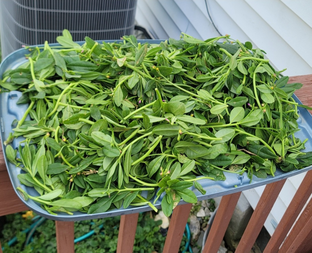 Water Leaves (Talinum triangulare)