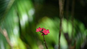 [2020] Jardin Botanique de Deshaies - Guadeloupe