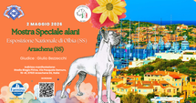 Mostra Speciale Alani Olbia 2 Maggio 2026
