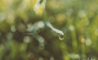 DSC_4855-Modifier.jpg
