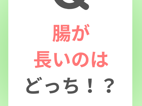 腸が長いのはどっち！？