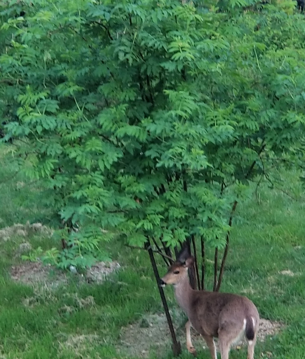 04 27 2025 deer at elderberry.JPG