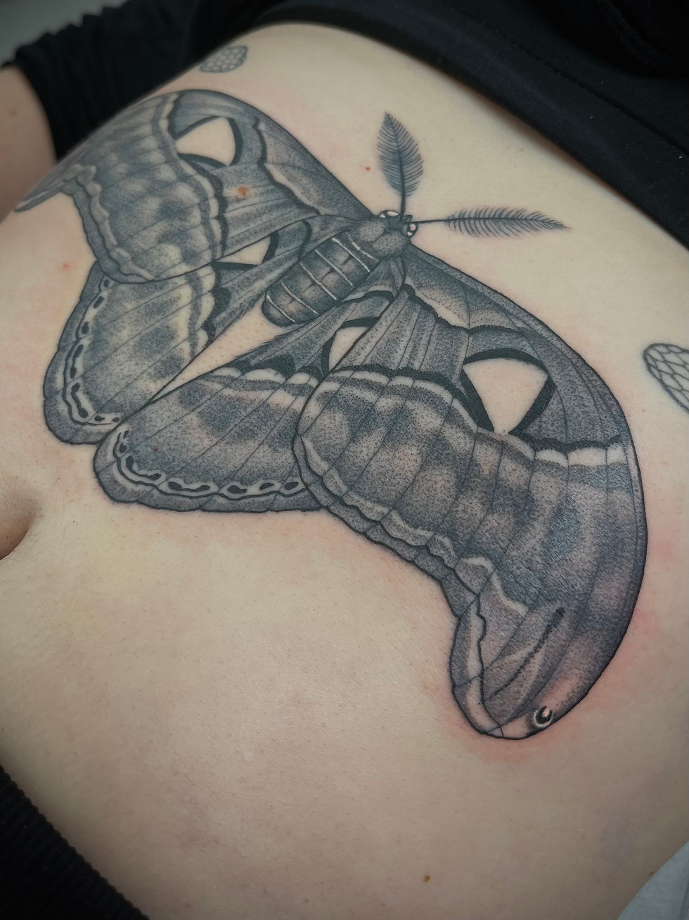 moth