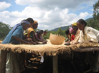Ethiopia-Yirgacheffe-Coffee-producers-hand-soting-raised-screen-beds-november-2006.jpg