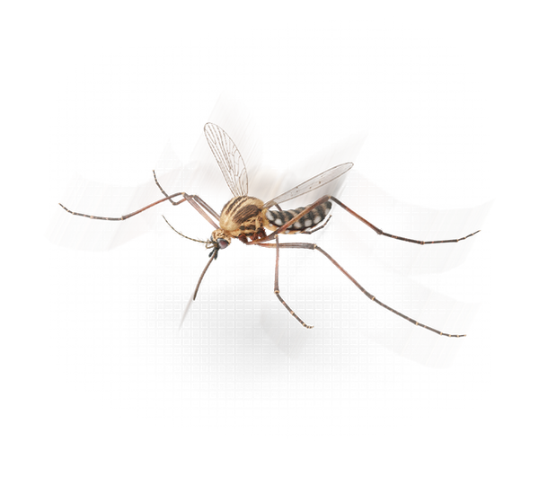 Mosquito.png