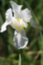 IMG_3549.JPG