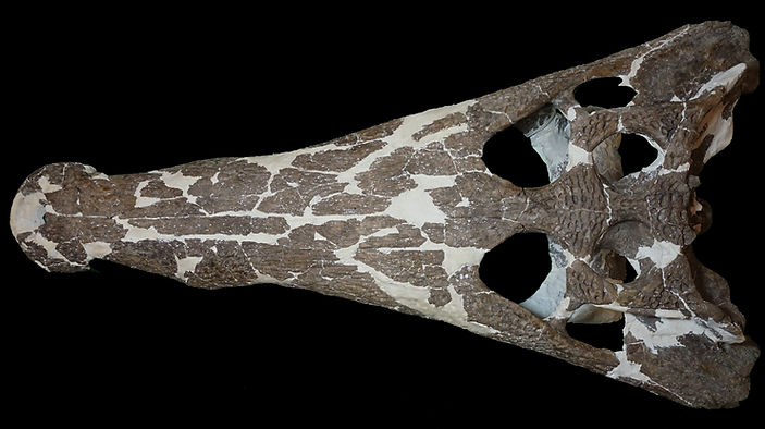 Borealosuchus formidabilis_edited.jpg