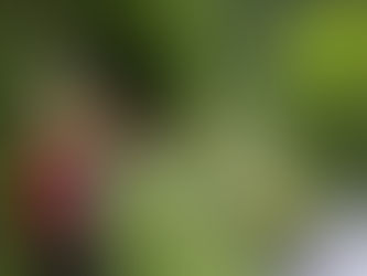 2025-07-16 Bergwacht rettet gestürzte Frau mit Kopfverletzung aus der Weißbachschlucht