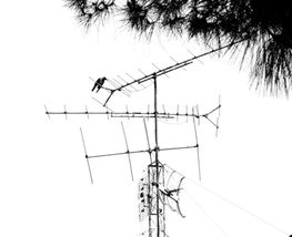 The urban tree