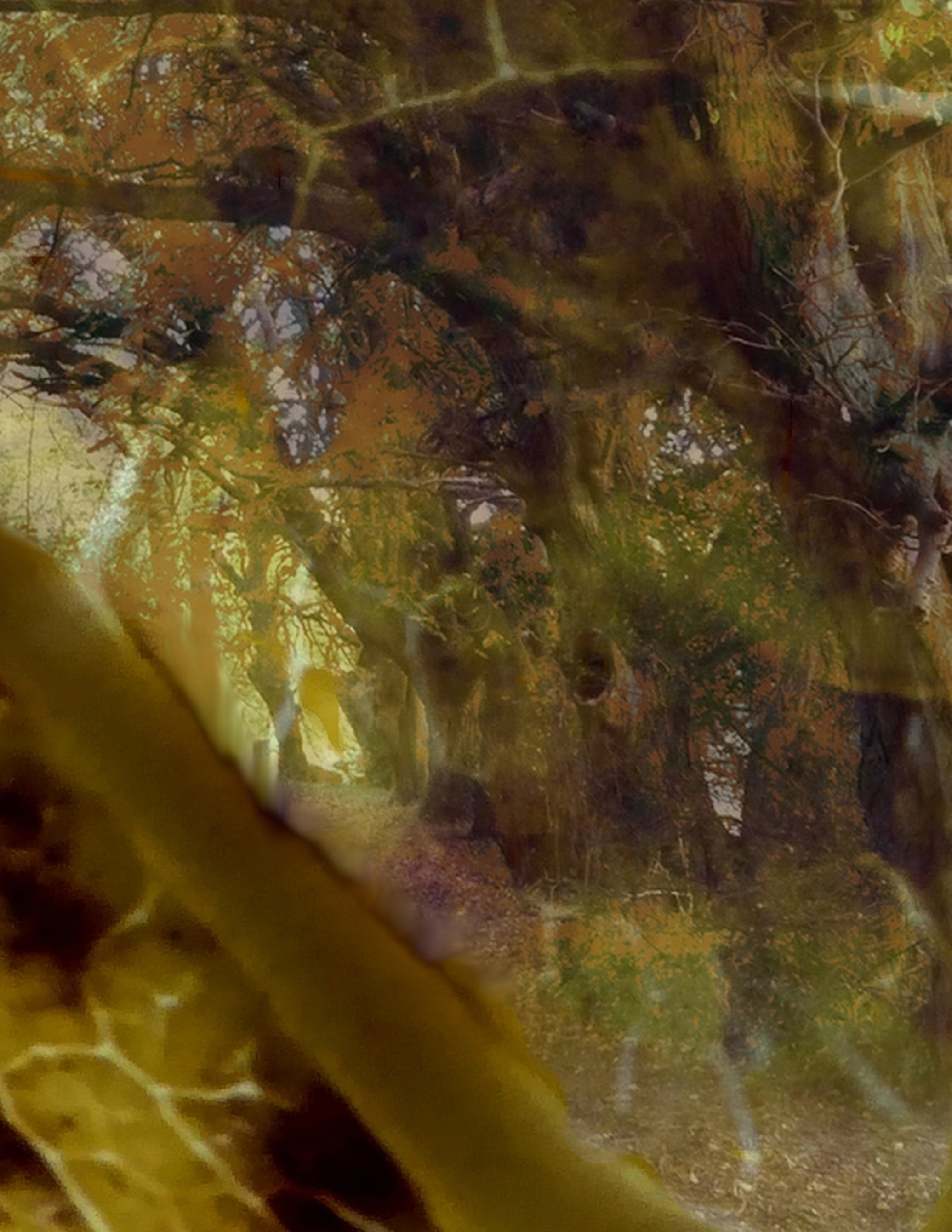 Dark Enchantment detail 1