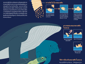 งานออกแบบให้ "สสส"
