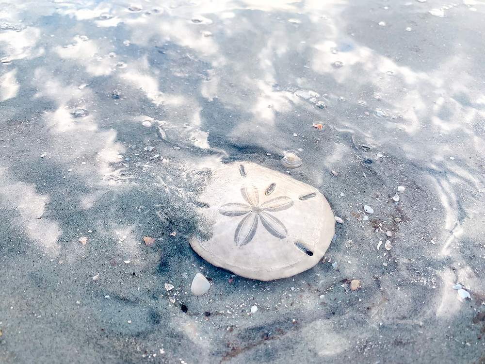 Sand dollar, Sea Island, Golden Isles, Georgia