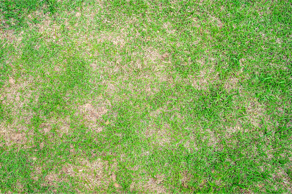 Wide angle view of a healthy lawn with patches indicating treatment