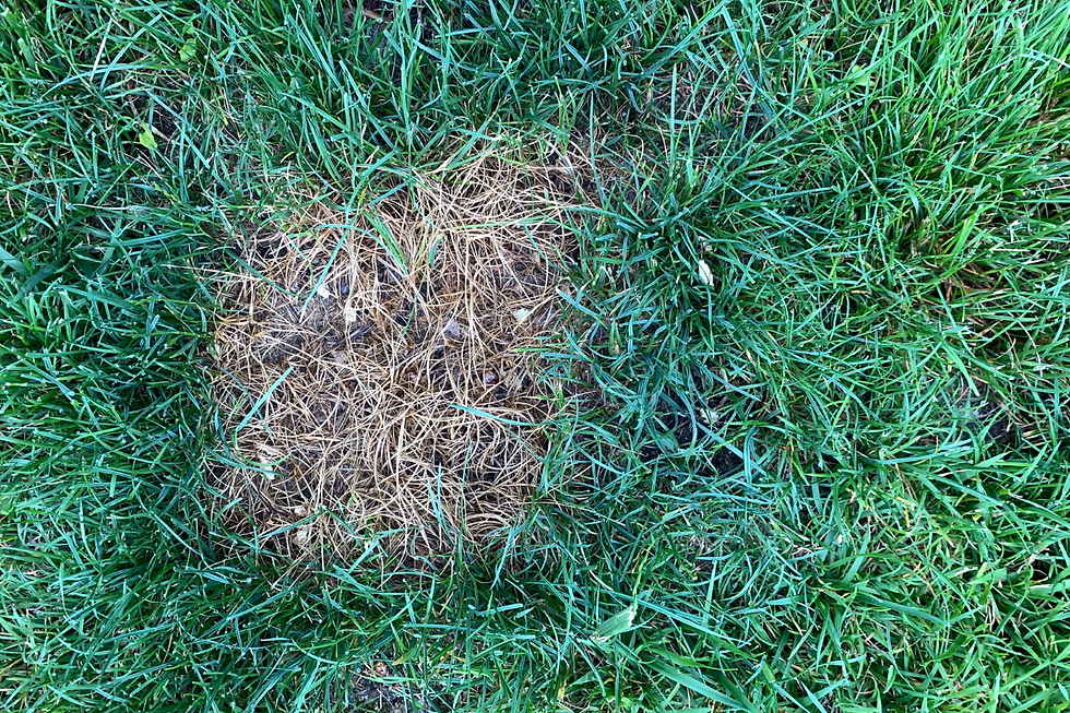 Close-up view of Necrotic Ring Spot on a lawn