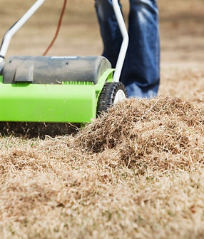 Image of a Dethatcher or Power rake lifting dead grass next to a pile of dead lawn already raiked