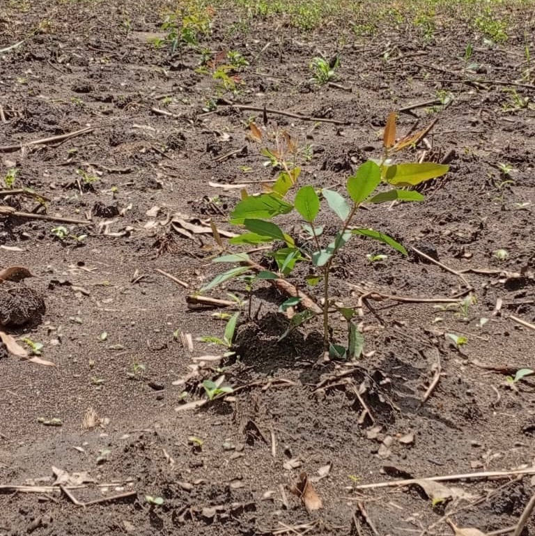 ~ 1 month old clonal eucalyptus